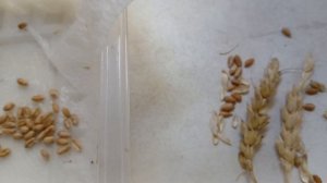 Как отличить озимое от ярового