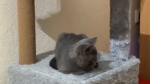 робот пылесос хотел на меня напасть, но я забрался на свой дом