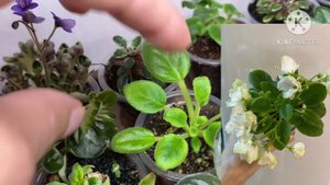 Излишки сортовых фиалок по всей России.