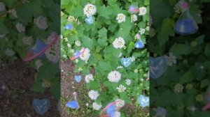 Цветы Нескучные Цветы