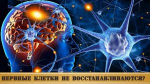 Нервные клетки отмирают навсегда?