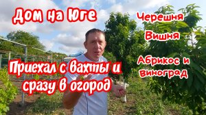 Дом на Юге. С вахты сразу в огород. Поспела черешня.