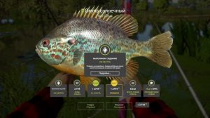 Русская Рыбалка 4-Задание Экстра: Окунь Солнечный 300 грамм р. Северский Донец