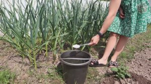 Чеснок вырастет крупным с кулак Валуева после этой подкормки в июне!!!