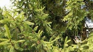 Провинциальный релакс