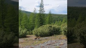 Лиса на сопке Чихара у посёлка Усть-Омчуг