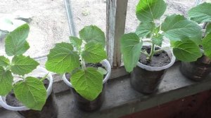 Высадка физалиса