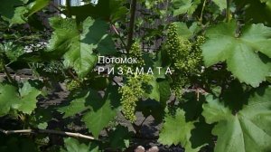 Потомок Ризамата начал цвести. 11 июня 2025 г.