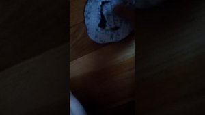 Игра кальмара печеньки