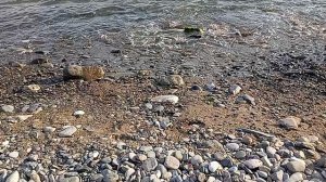 отдыхаю на море.