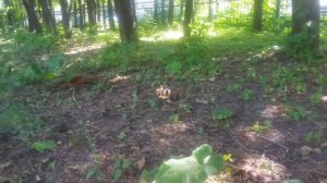 🐿Белочка в летней и зимней шубках🐿Найди отличия! 🐿