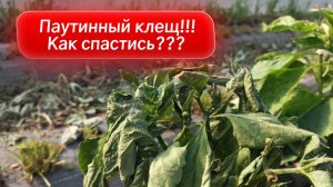 ПАУТИННЫЙ КЛЕЩ НА – УНИЧТОЖЕН! ТВИНГО или Сера 400 + Апекс = 100% результат. Смотрите ДО и ПОСЛЕ!