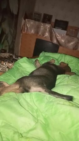 Вдоволь наигрался. Как сладко спит.