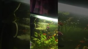 аквариумные рыбки