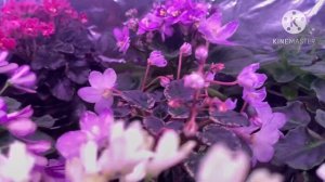 Большой обзор цветущих фиалок в мае 2024.