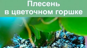 ПЛЕСЕНЬ В ЦВЕТАХ КОМНАТНЫХ что делать?