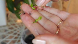 Мне ПОДАРИЛИ МИЛЛИОН ОРХИДЕЙ, Что буду ДЕЛАТЬ❓ Выращивать❗