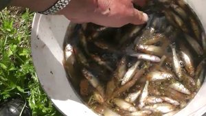 С одной рыбалки на другую. Овода сожрали напрочь.