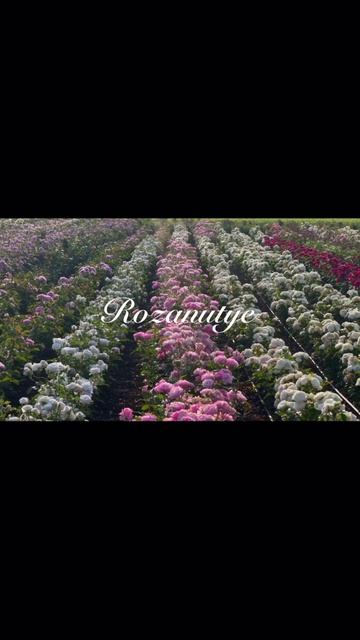 Вся эта красота напрямую с наших полей в ваш сад ❤️🔥🌹😍 на Rozanutye.ru