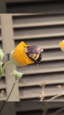 🐝🌼🌼🌼🌼 уснул на работе 😅