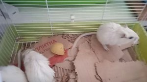 Белые монгольские песчанки