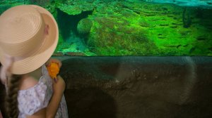В Сочинском океанариуме в Парке Ривьера водолаз танцует с черепахой.