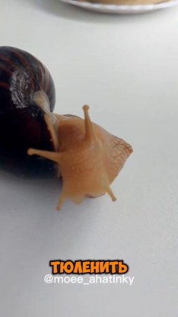 Долли с Афиной играют в тюленя!