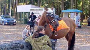 🐴Красивая лошадка - любимица детей🐴Выходной проводим в парке🐴ЦПКиО в Рязани🐴