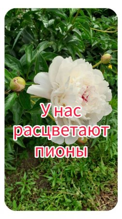 У нас расцветают пионы