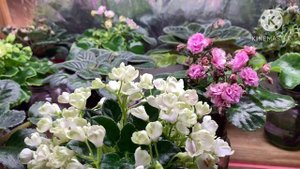 Об освещении, лампах, о новинках, об излишках и токсичности. Болтаем обо всем.