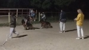 РАБОЧИЙ СУКИ ДШ / КЧК НОВОРОССИЙСК 13 июня`25 Ю.Овсянникова Моно немецких овчарок