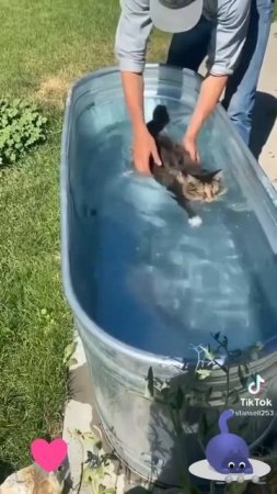 Котейке понравилось плавать 💦😻🐈❤️