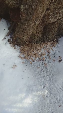 юный следопыт изучает следы :)