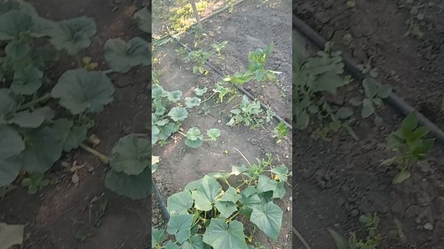 14 июня. Укроп, освободила  место и солнце помидоркам.