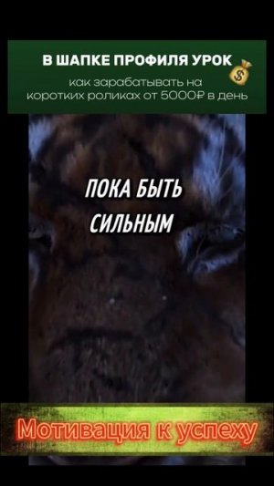 мотивация на хорошую жизнь (16)
