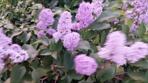 LILAC CYRINGA L ЛИЛОВАЯ СИРЕНЬ-симметрии красоты жизнь ПЧЕЛЫ -дорога цветов