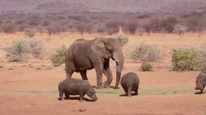 Когда Животные Связались Не с Тем Противником
