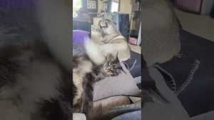 @video_smeshnye (3).mp4