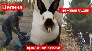 Пашем целину, укрощаем виноград и стрижем кроличьи клыки— будни в тайге