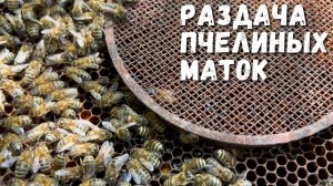 Жизнь на пасеке: раздача пчелиных маток и работа с отводками!