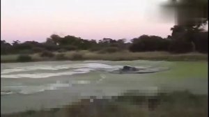 В одном из кенийских заповедников антилопа убегала от гиен и запрыгнула в болотистый водоём.