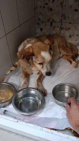 Тобик очень нуждается в помощи