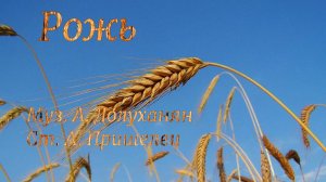 Рожь