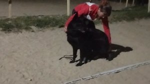 РАБОЧИЙ СУКИ / КЧК НОВОРОССИЙСК 13 июня`25 Ю.Овсянникова Моно немецких овчарок