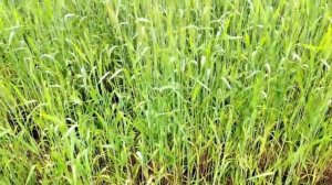 дачный влог с двумя реборнами👩👧👧