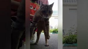 Праздник у моего канала! Котики ЗАЖИГАЮТ!!!