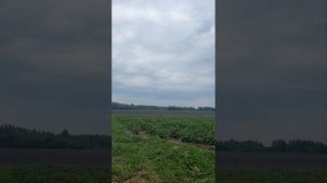 Меж родная обработка тракторный стрелой на лошади