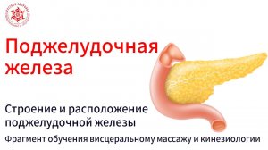 Поджелудочная железа. Строение и расположение поджелудочной железы. Фрагмент обучения