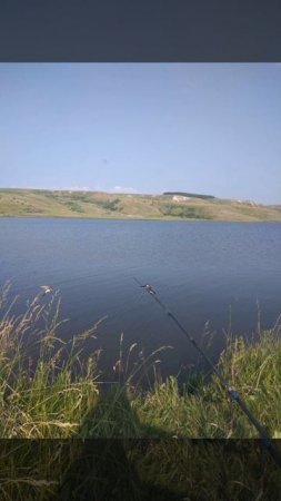Сенгилей. Рыбалка. Пернатые на удочке 🤫