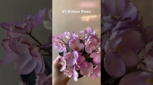Vi-Kitten Paws мини фиалка